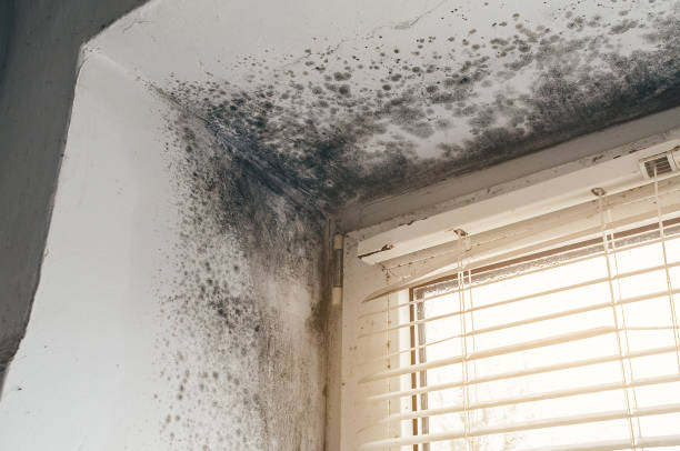 Affordable Mold Removal solutions in Monmouth Junction, NJ